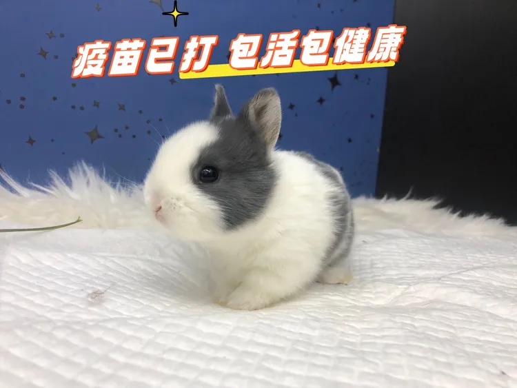 血统侏儒 侏儒兔黄白道奇小白兔道奇包邮肉兔