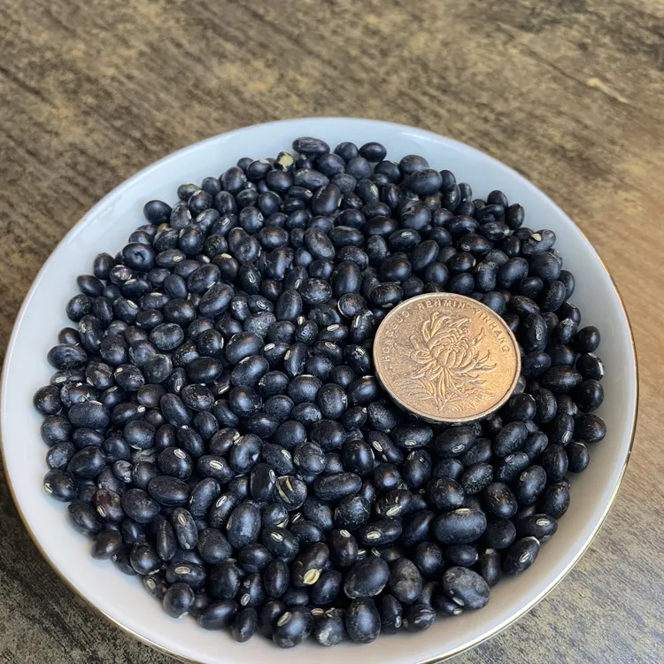 广宁本地农村小黑豆乌豆非转基因 老品种黄心黑小豆打豆浆