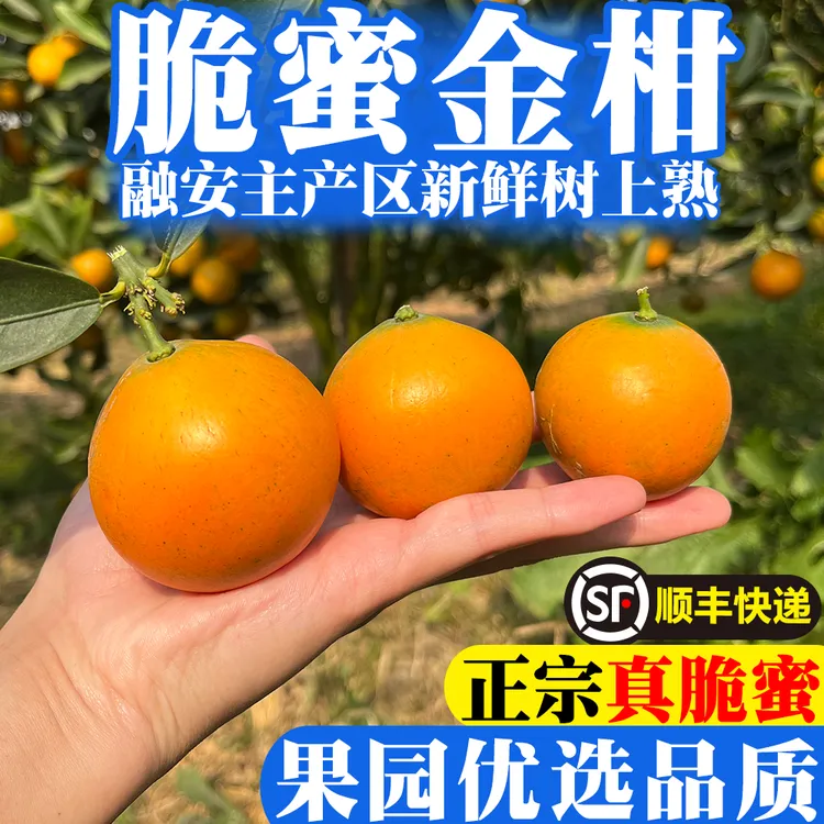 正宗融安脆蜜金桔第三代融安金桔纯甜糖心金柑果园新鲜顺丰直发