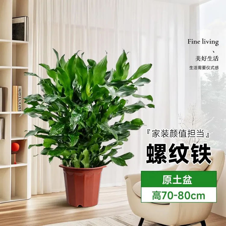 螺纹铁植物盆栽室内客厅办公室龙血树大型绿植四季好养落地真花