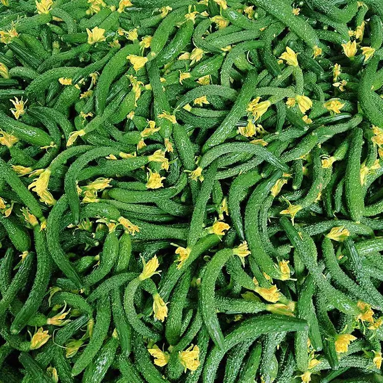 山东现摘新鲜小黄瓜腌咸菜专用黄瓜扭小瓜酱瓜咸瓜2斤5斤坏果包赔