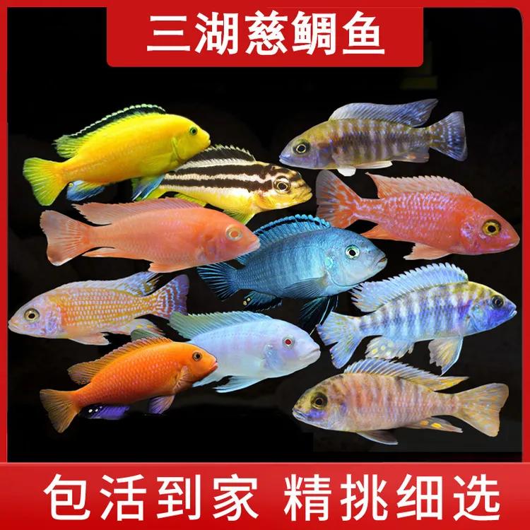 三湖慈鲷鱼中小型淡水热带鱼新手鲷养殖王子活体套餐好养马鲷杂鲷