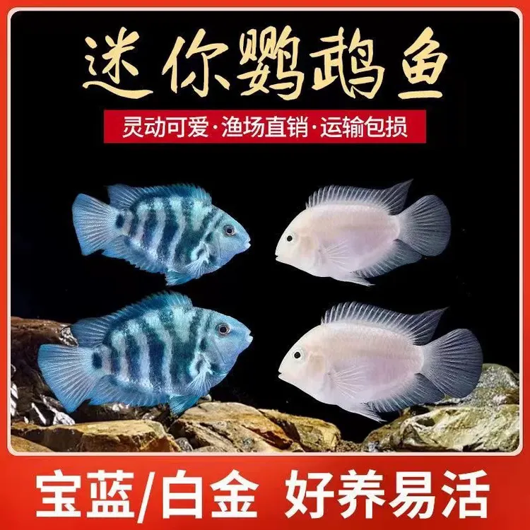 迷你鹦鹉白金蓝色鹦鹉鱼观赏鱼活体热带鱼草缸淡水宠物鱼