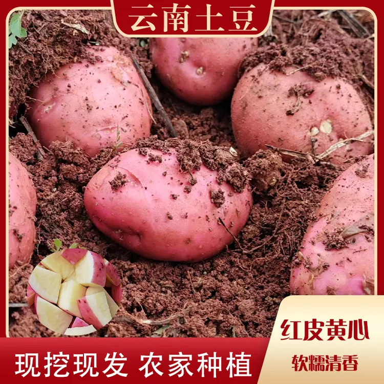 正宗云南高原红皮黄心土豆新鲜现挖软糯清香口感细腻做法多样精品
