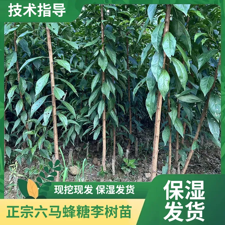正宗六马蜂糖李子树苗地栽盆栽保湿发货原产地直发果树水果树苗