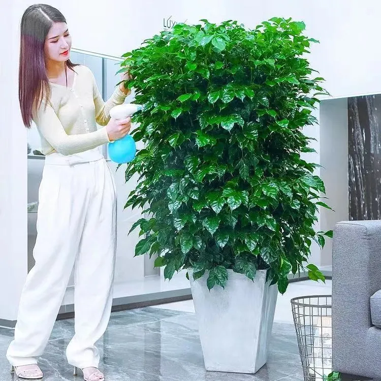 幸福树盆栽办公室客厅大型绿植盆景平安树驱蚊植物发财树大棵盆栽