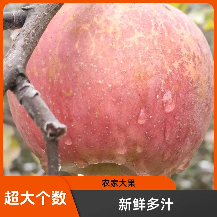 云南昭通冰糖心丑苹果新鲜红富士苹果当季水果