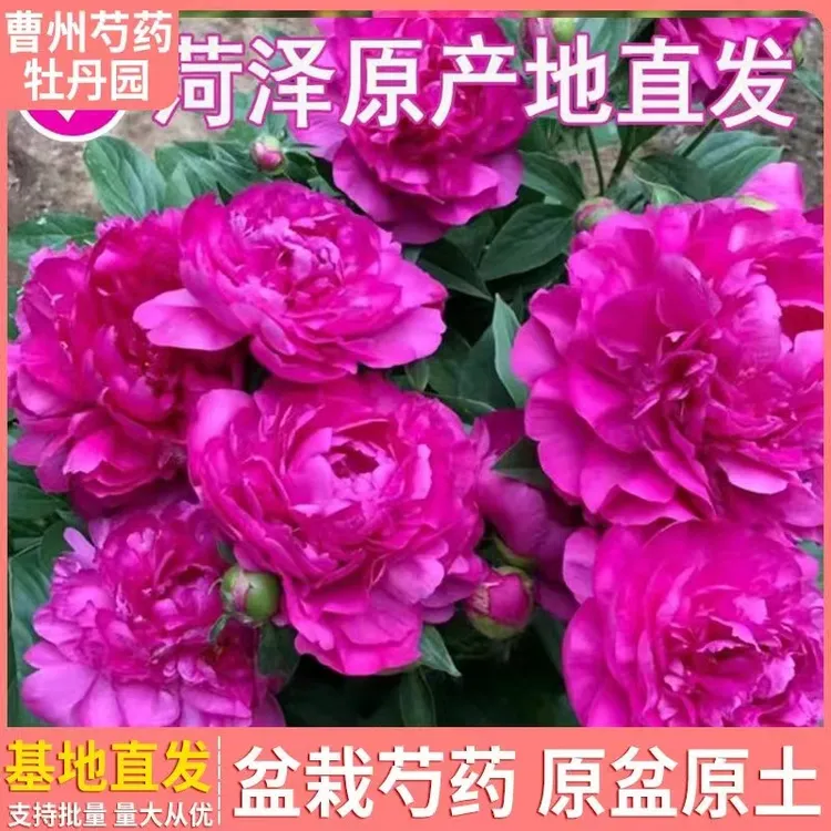 盆栽芍药花苗庭院花卉南北种植易活芍药根块带叶带土室内外庭院