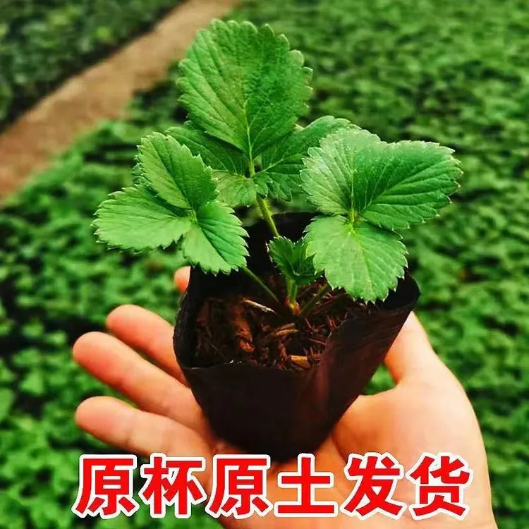 草莓苗《满6颗包邮》四季盆栽阳台奶油种植苗南方当年结果 