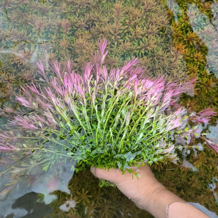 谷精百叶袋装水草有茎草（无需二氧化碳）