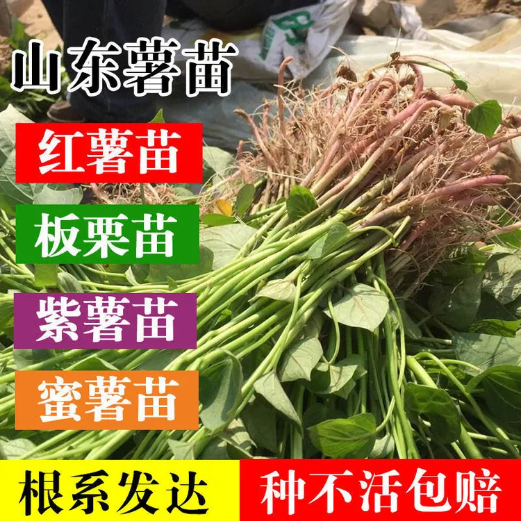 【泡沫箱发货】山东红薯苗蜜薯苗高产红薯秧苗原种薯苗20/50/100棵