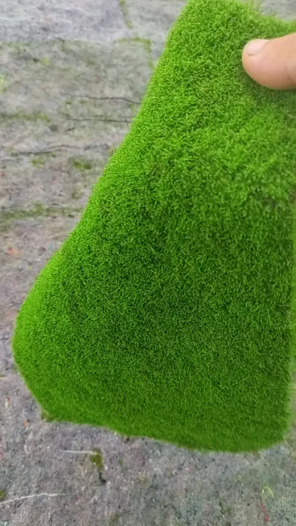 人工养殖大灰苔藓地面造景庭院造景