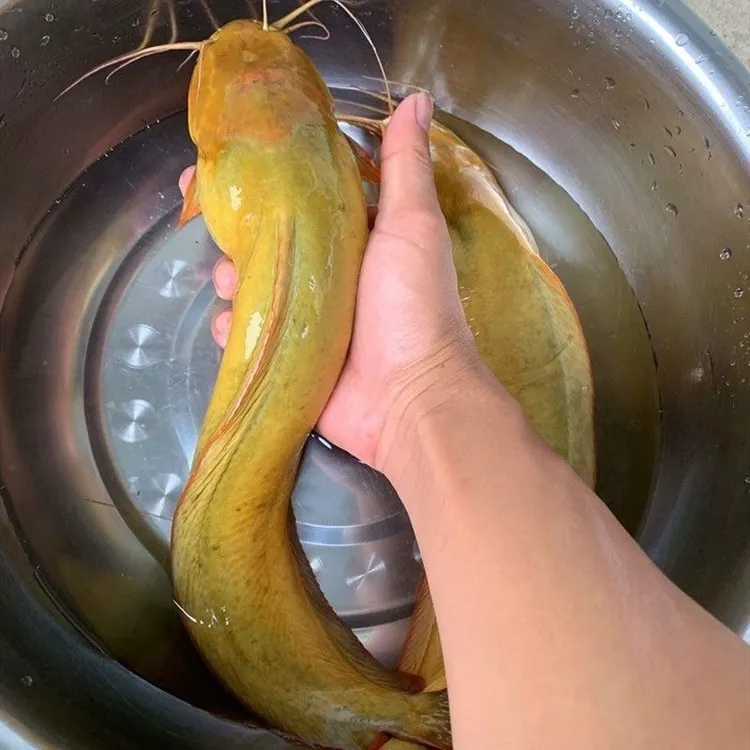 广州发货食用塘鲺鱼皇妃一代塘角鱼 塘鲺鱼本地塘鲺鱼三黄塘鲺鱼