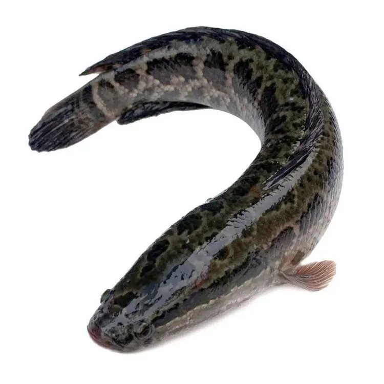 黑鱼 杂交黑鱼生鱼15 cm20 cm