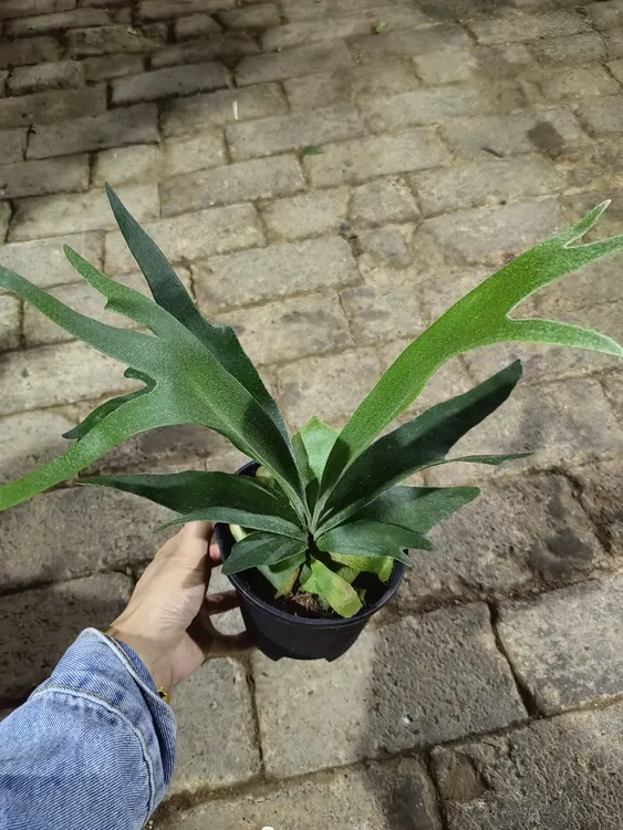 鹿角蕨 造型独特