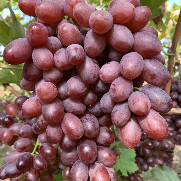 【一级果】深红无籽葡萄纯甜长粒克伦生提子3/4/5斤顺丰山东烟台