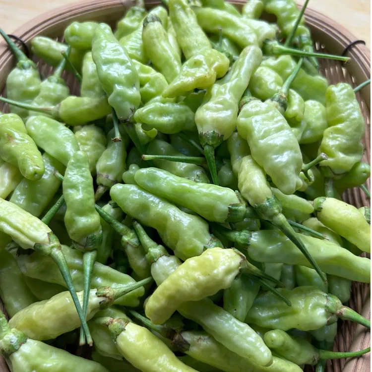 云南老品种小米辣皱皮野山椒（比较辣）