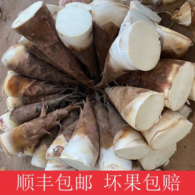 【精品小笋】云南普洱思茅新鲜甜笋3斤/5斤装（小笋/顺丰包邮）