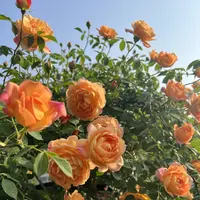 黑哥的植物夏洛特夫人藤本扦插月季多季节重复开花