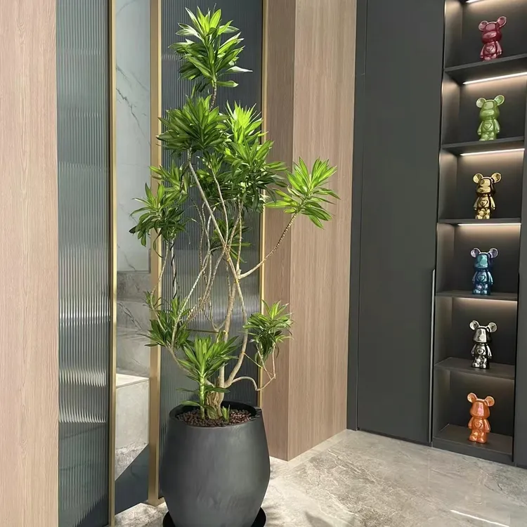 金心百合竹室内大型盆栽美观净化空气好养网红绿植客厅绿植盆栽