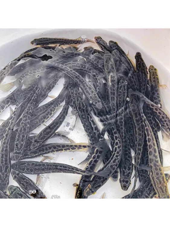 广州直发黑鱼淡水鱼生鱼8-15厘米观常鱼发货养殖活体水族