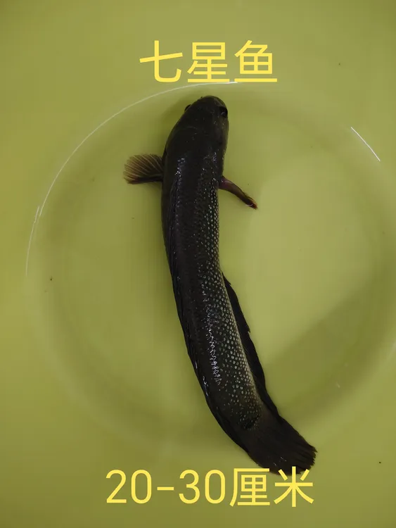 （新客立减）七星鱼20-30厘米淡水鱼观常鱼发货养殖活体水族