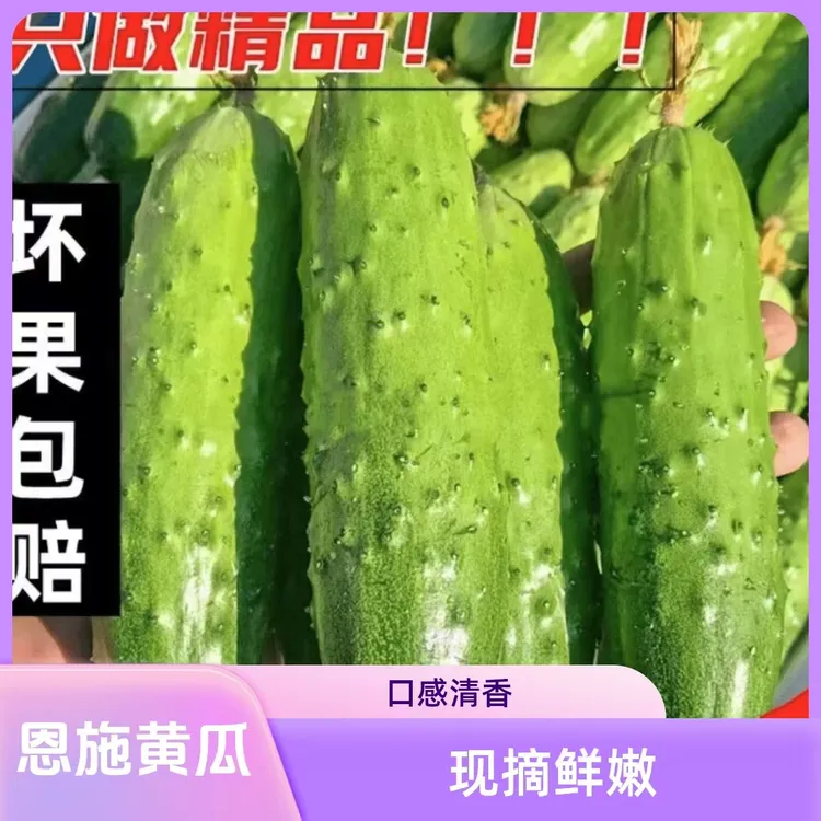 恩施露天高山燕北旱黄瓜现摘现发营养清香脆嫩爽口美味