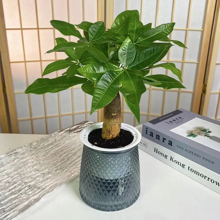 发财树盆栽水培好养花卉植物办公室内客厅绿植小盆景易活四季常青