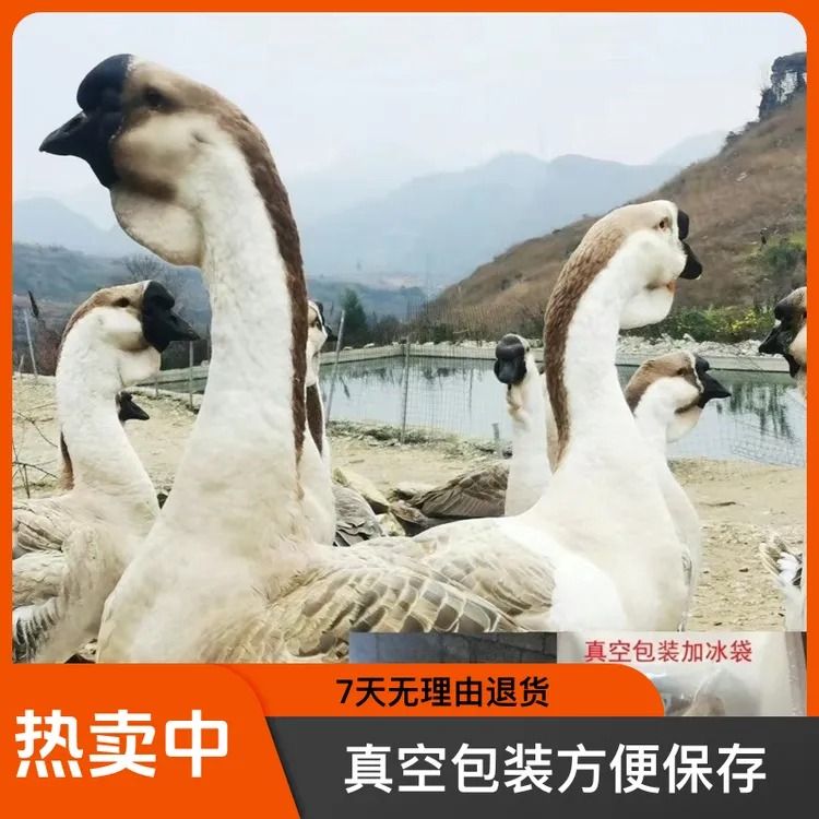 正宗特大狮头鹅肉半斤6只装(公母可选 顺丰包邮包路损)