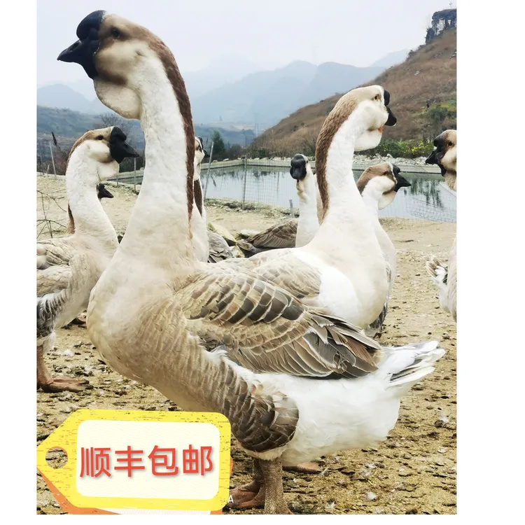 特大狮头鹅肉  出壳2一3天  4只装 (公母可选 顺丰包邮包路损)