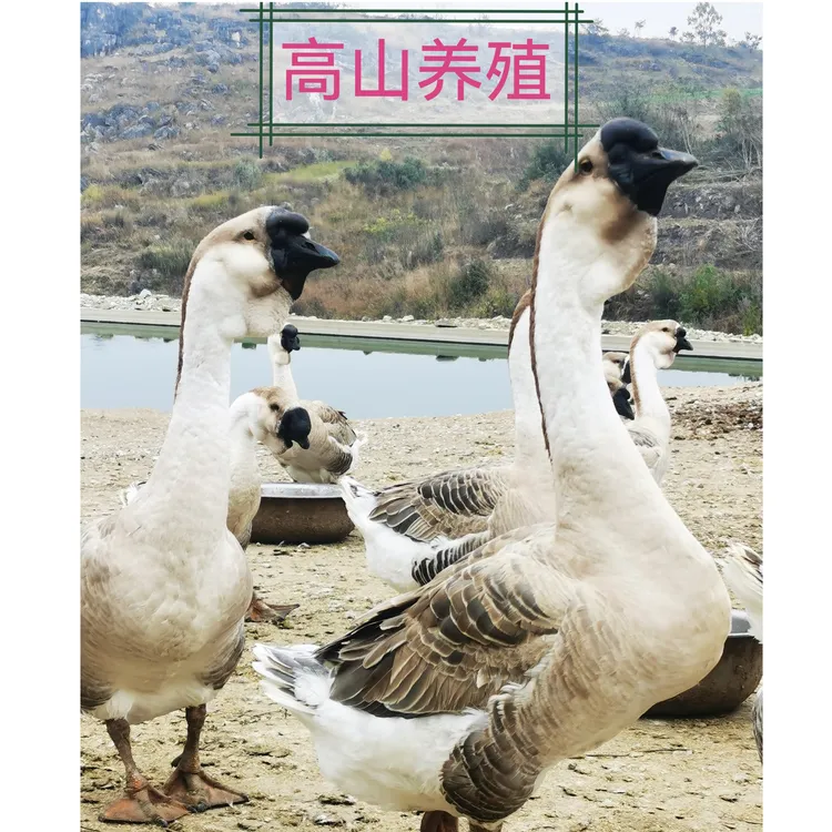 正宗潮汕特大狮头鹅 肉质鲜美(顺丰快递包路损)
