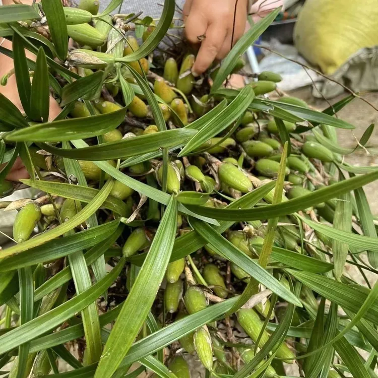 文山高山现采石橄榄新鲜双叶中果果上叶石仙桃煲炖汤泡酒鲜货