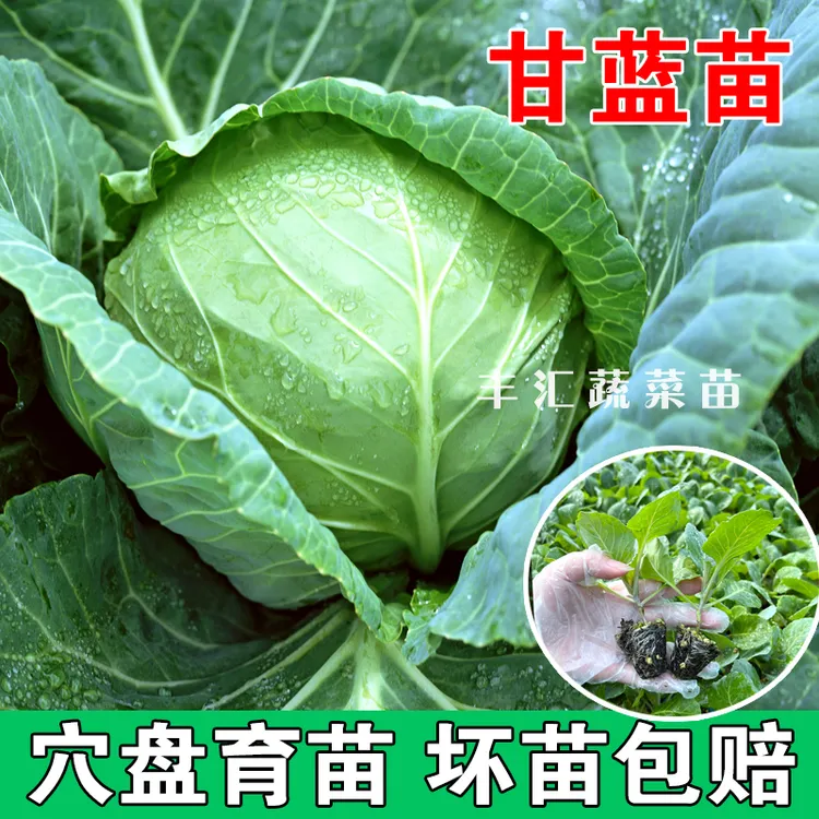 甘蓝菜苗绿紫甘蓝西兰花莴苣苗袍子花菜芹菜包卷心菜乌塌秋冬秧苗