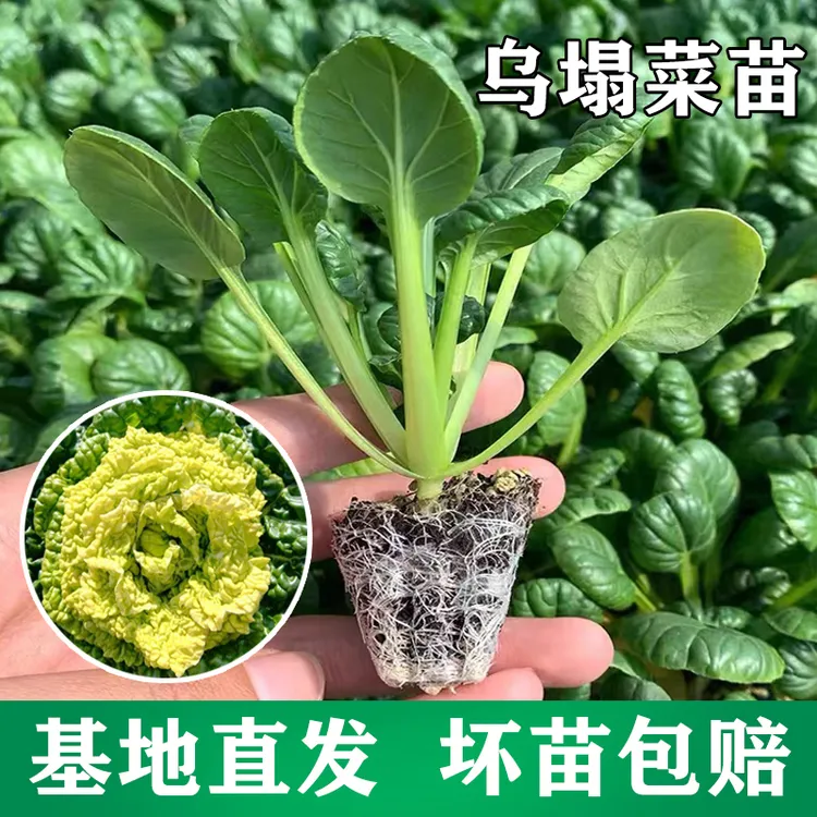 乌塌菜种苗大白菜黄心乌塌菜菊花心乌塔菜牛心包菜苗冬天耐寒秋季