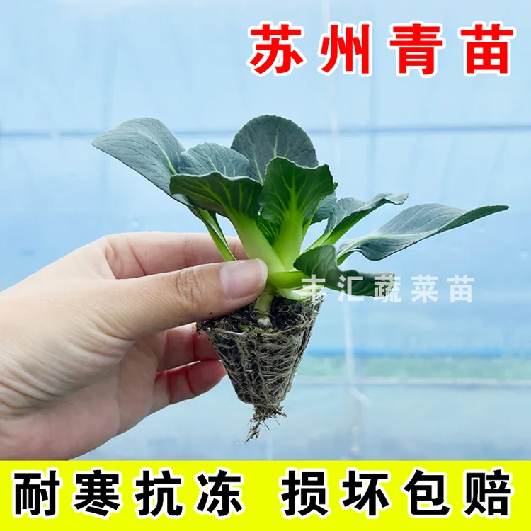 苏州青菜苗秧苗黑叶矮脚苏州青黑大头菜苗油麦菜带土幼苗生菜苗