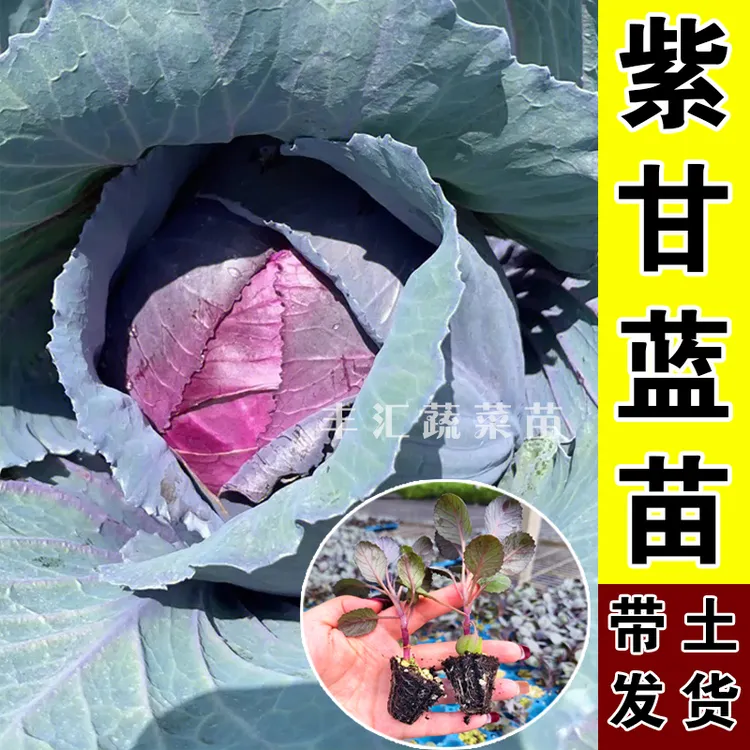 紫甘蓝苗秧苗带土紫包菜卷心菜沙拉大头牛心甘蓝菜莴苣西蓝花秧苗