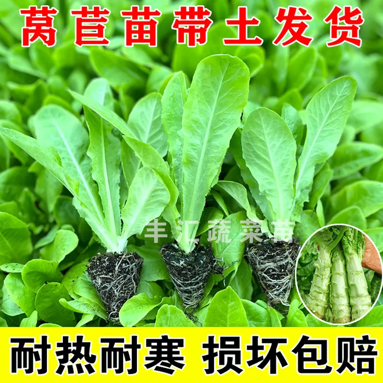 莴苣苗秧苗莴笋青叶红皮莴苣秧苗耐寒蔬菜苗耐热新鲜基地盆栽带土