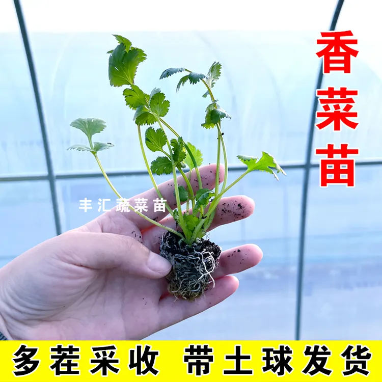 香菜苗秧带四季耐寒种子蔬菜阳台盆栽庭院多茬采收大小叶老香芹