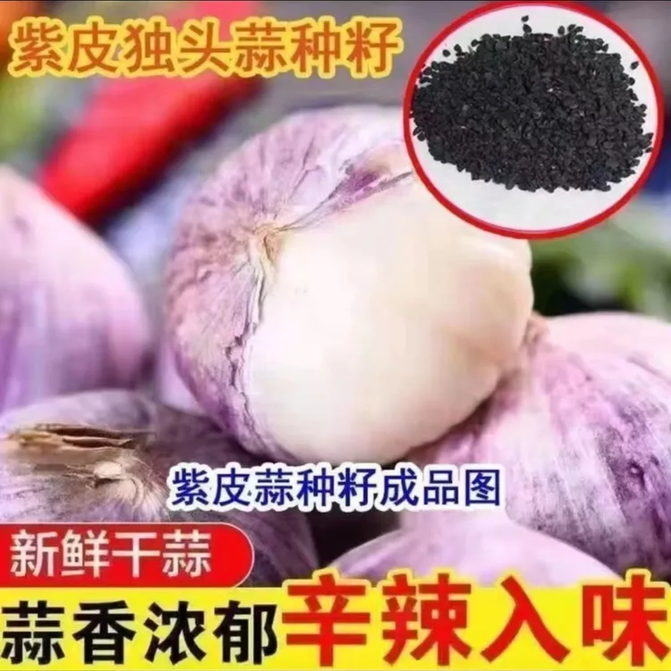 紫皮独头蒜种子种籽四季种植阳台盆栽农家紫皮蒜种优质新品种育种