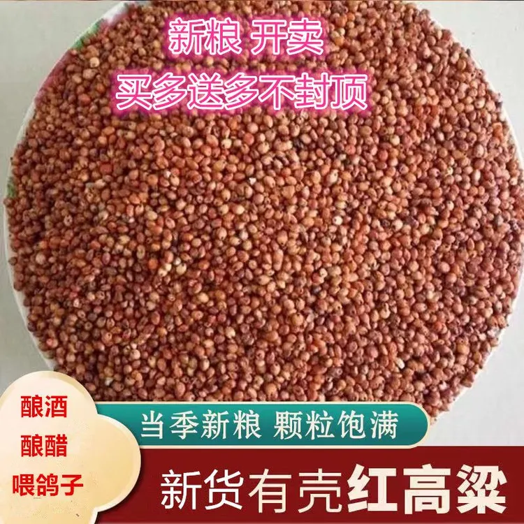 鲜丰仓新货红高粱带壳带皮酿酒粮食未脱皮乔迁红结婚高粱带壳