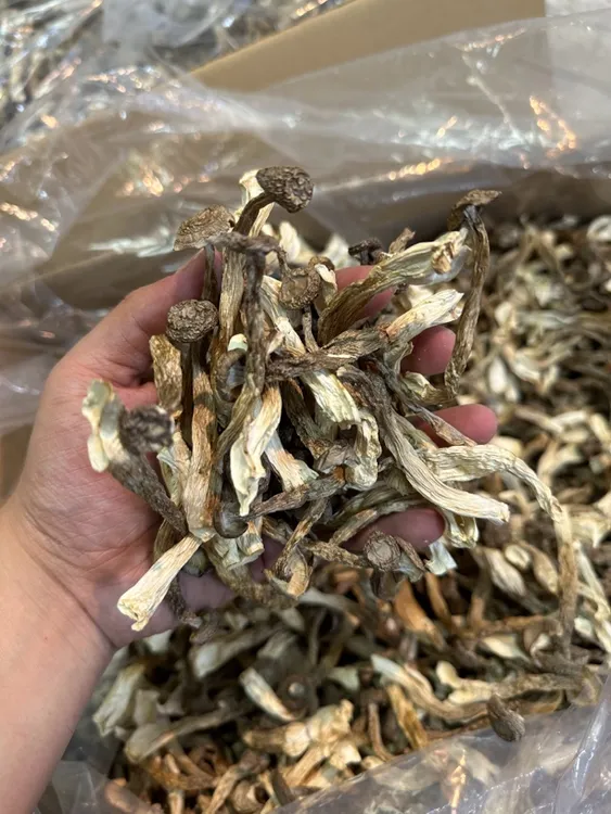 宠粉福利 福建土特产 鹿茸菇 脆脆菇 250g