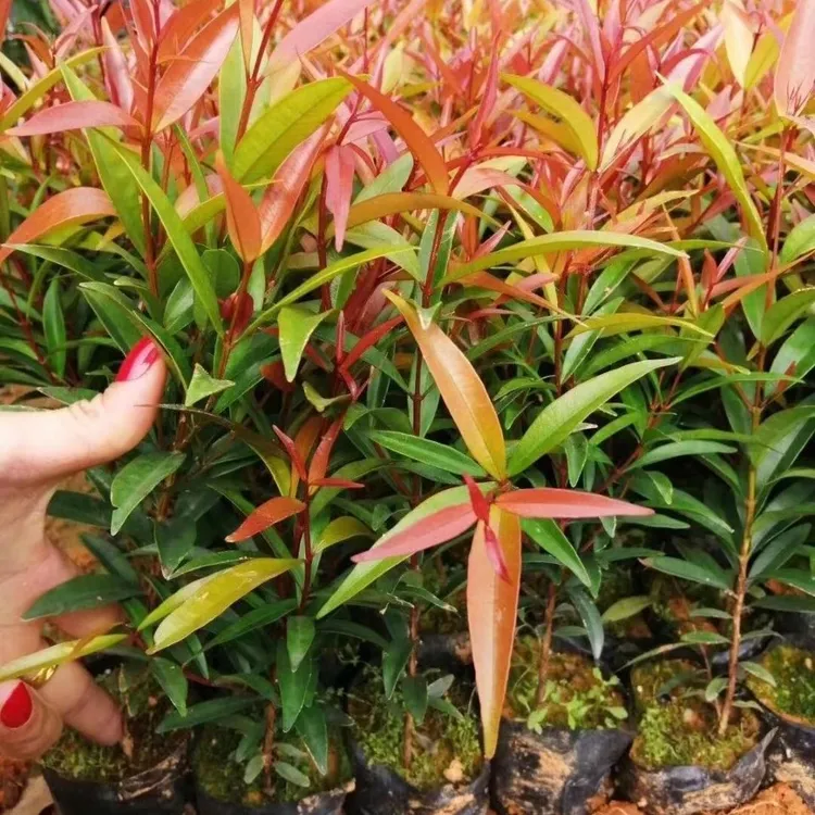 红车鸿运当头常绿盆栽耐寒耐热红鳞蒲桃庭院阳台室内室外绿植