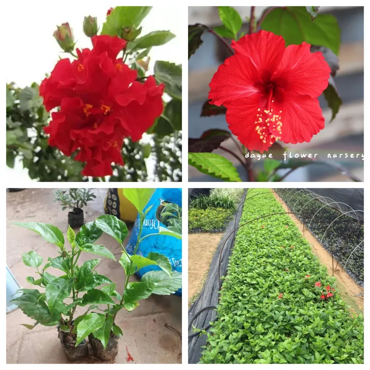 单瓣复瓣扶桑朱瑾花盆栽花苗阳台室外庭院四季开花好养的大红花