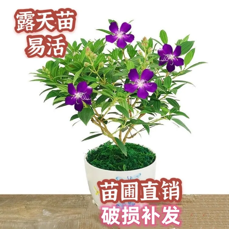 巴西野牡丹紫色花四季开花盆栽紫牡丹庭院花卉植物蓝稔花苗易活