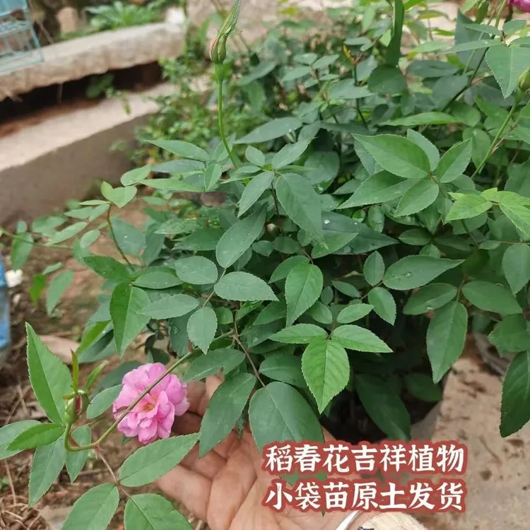 稻春花月月红月季花盆栽植物四季花闽南吉祥植物庭院阳台绿植