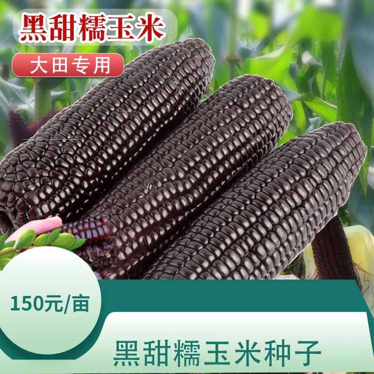 【大田专用】黑甜糯玉米种子水果玉米种子黑玉米种子甜玉米种子