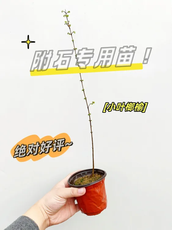 【附石专用】牙签苗（小叶榔榆） 