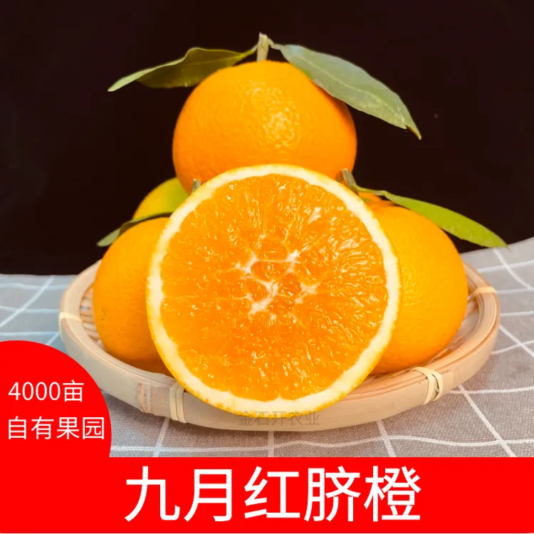 【产地直发】九月红果冻橙长江三峡神龙溪畔自家果园汁水足果肉细腻