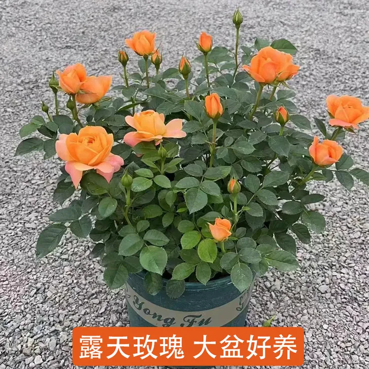 玫瑰花盆栽大盆带花苞四季开花好养活室内庭院阳台果汁月季露天养
