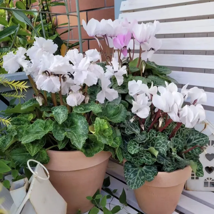 仙客来盆栽进口一代四季开花超稀有植株好养活原土原盆带花苞发货